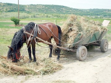 Constănţean prins cu peştele în căruţă, la Tulcea